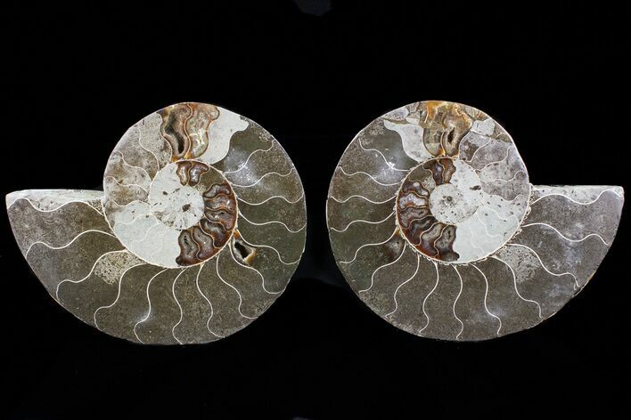 Bargain, Cut & Polished Ammonite Fossil - Mud Filled #73964